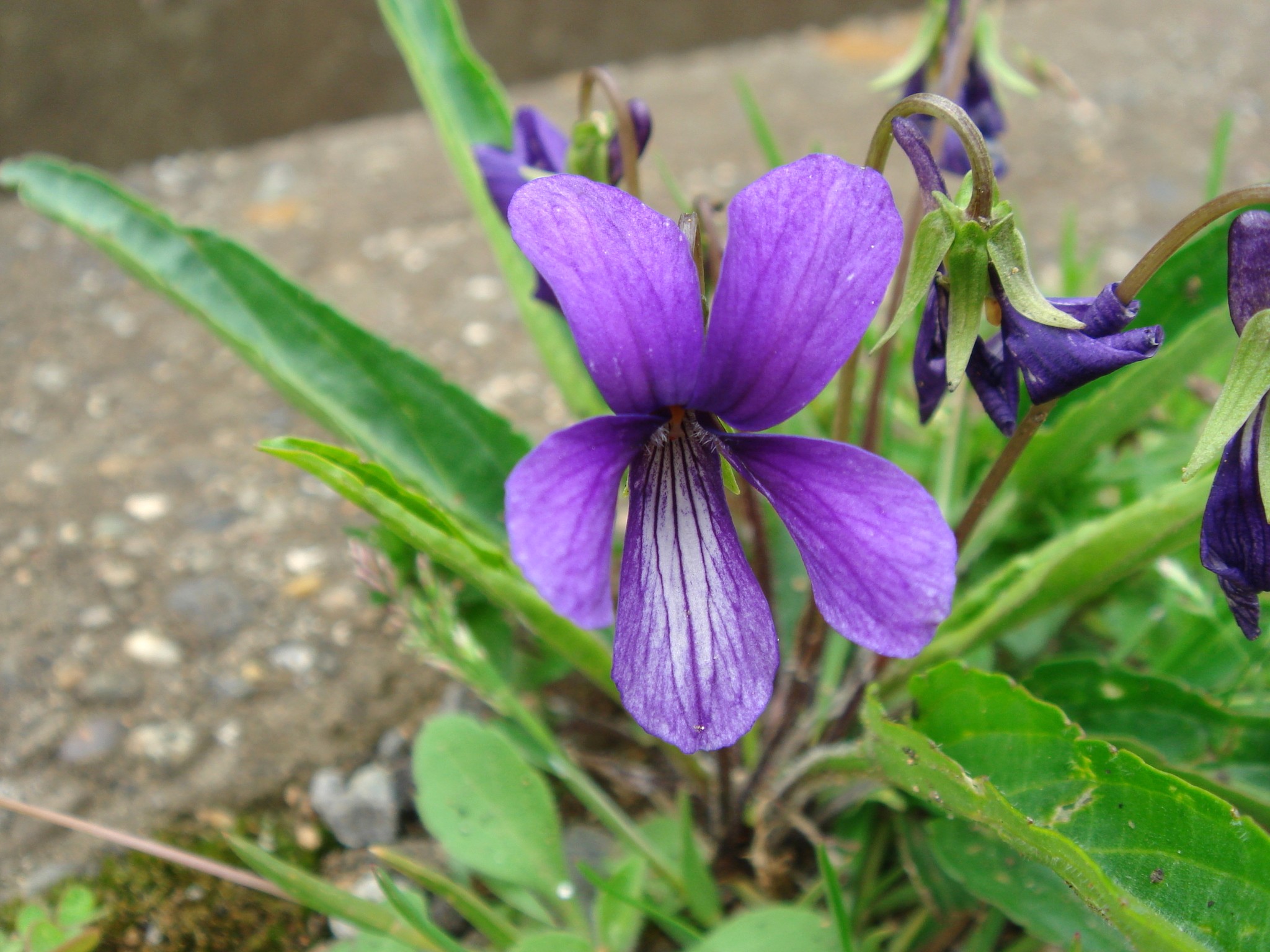 Viola mandshurica W. Becker